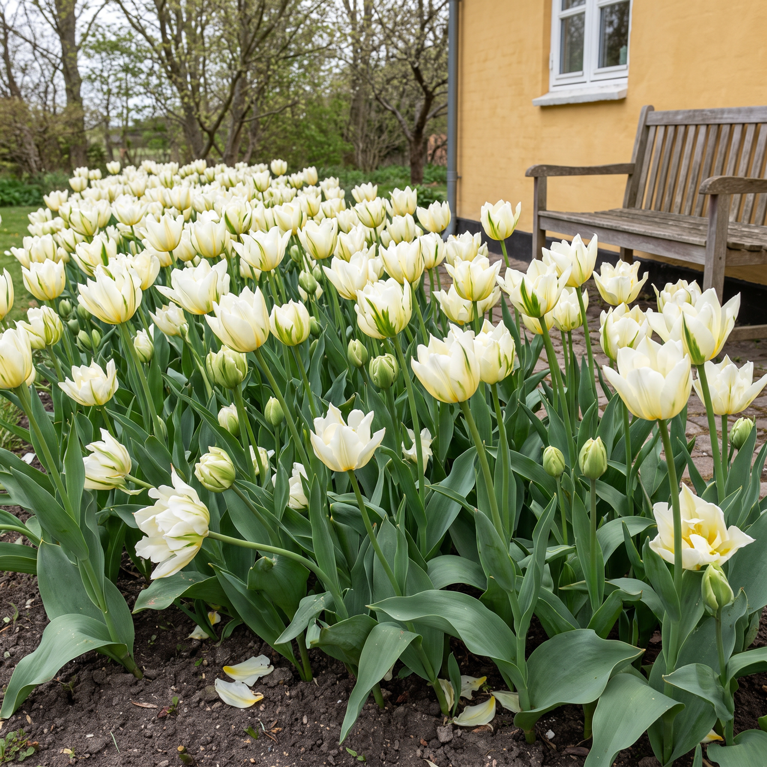 Tulpe 'Exotic Emperor'
