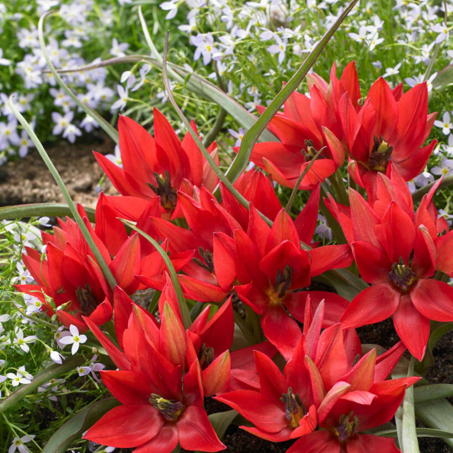 Tulpe 'Fenna'