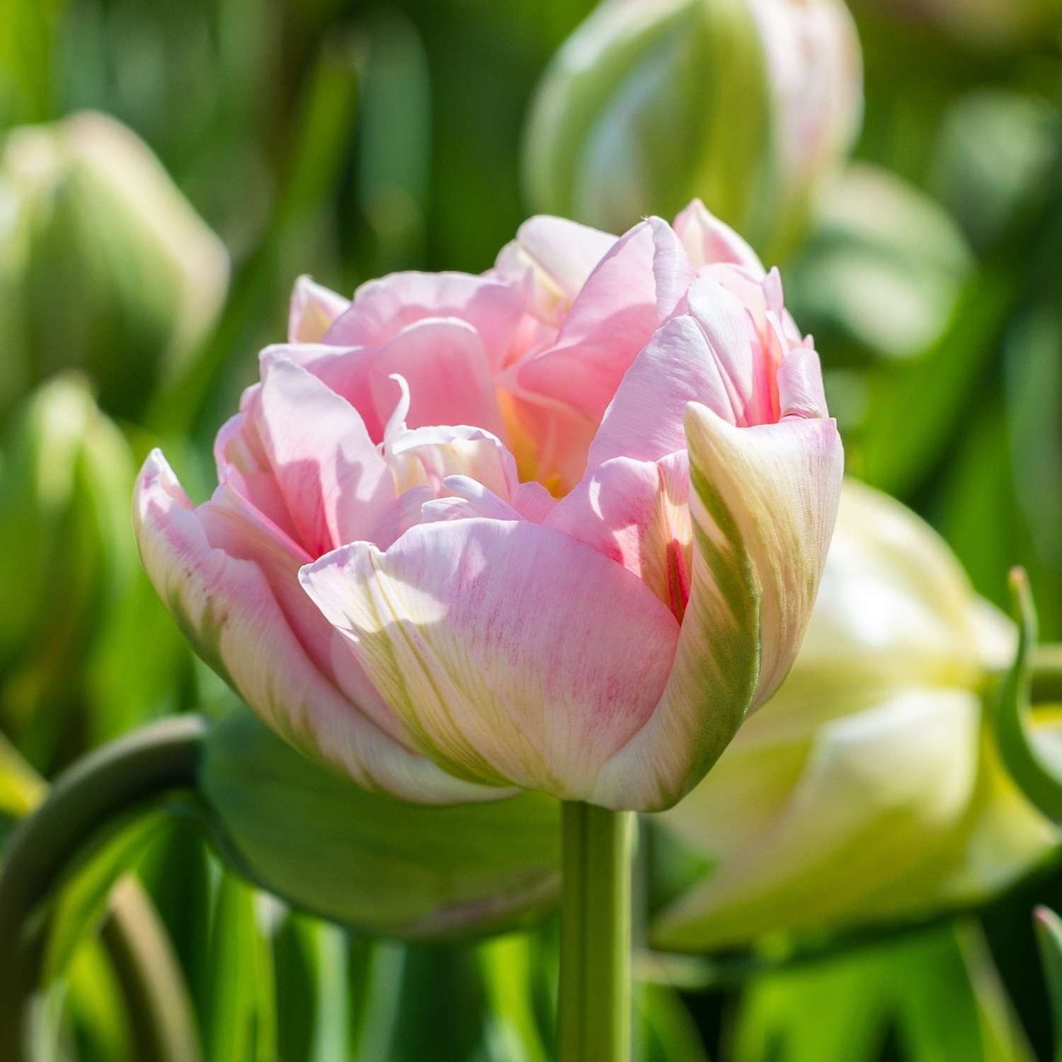 Tulpe 'Finola' - Tulipaner