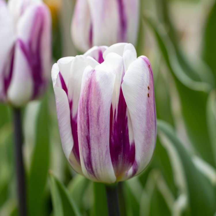 Tulpe 'Flaming Flag'