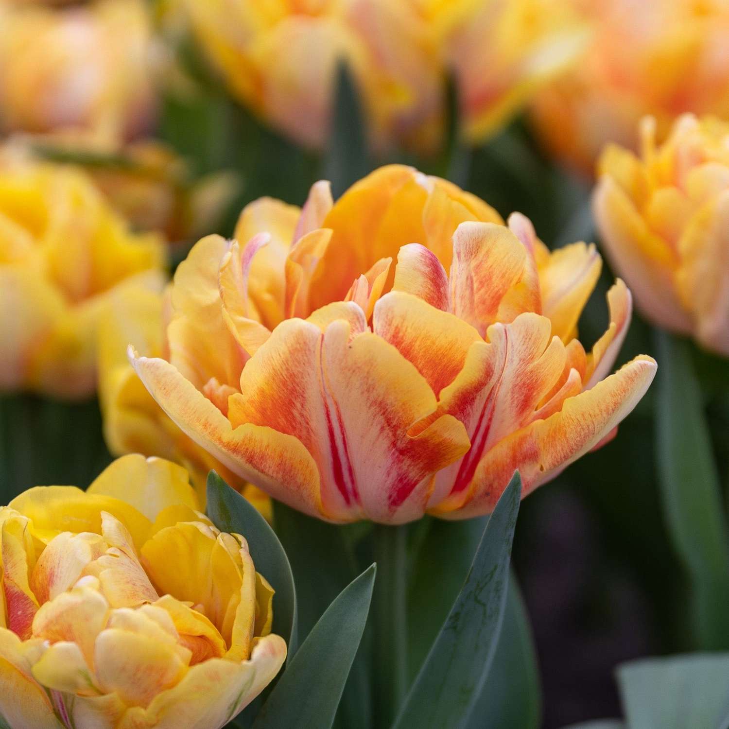 Tulpe 'Foxy Foxtrot'