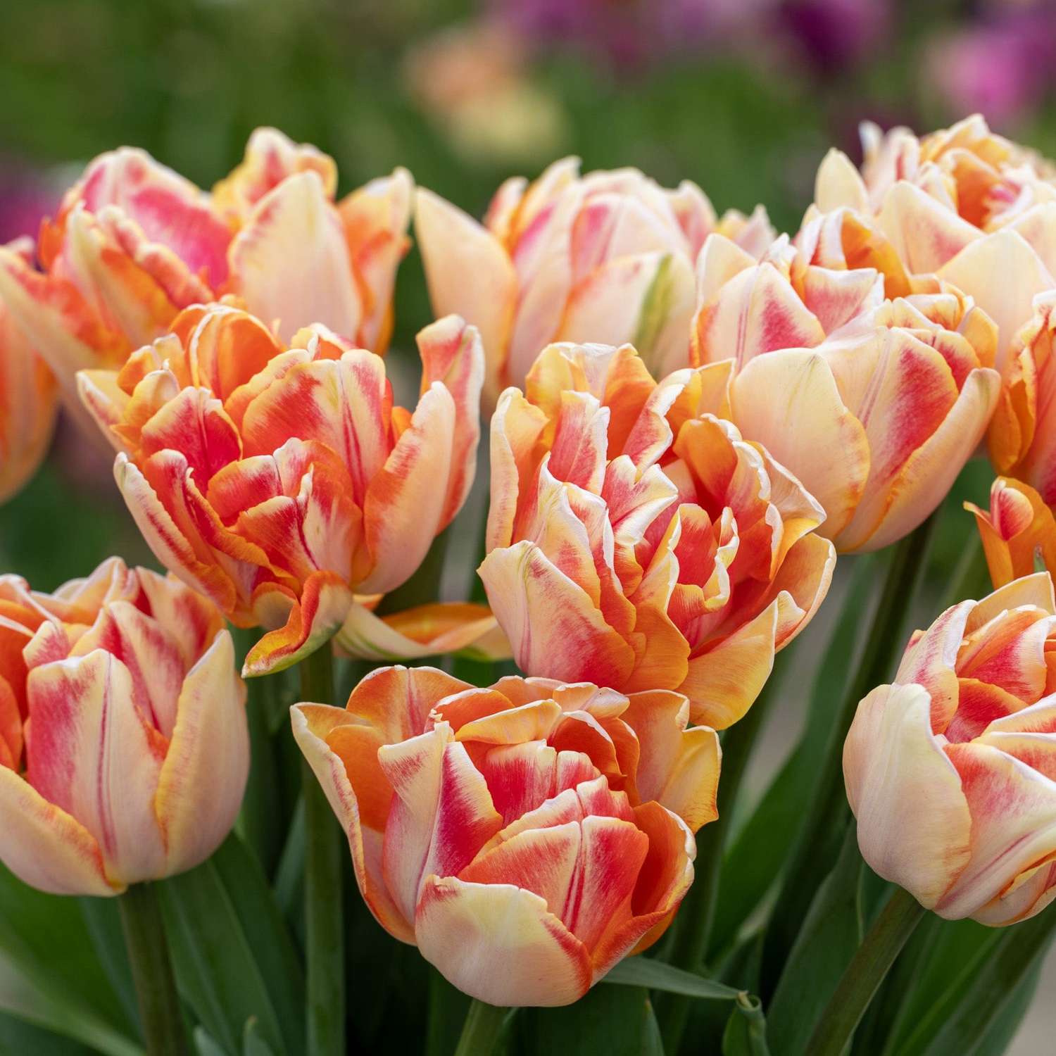 Tulpe 'Foxy Foxtrot'