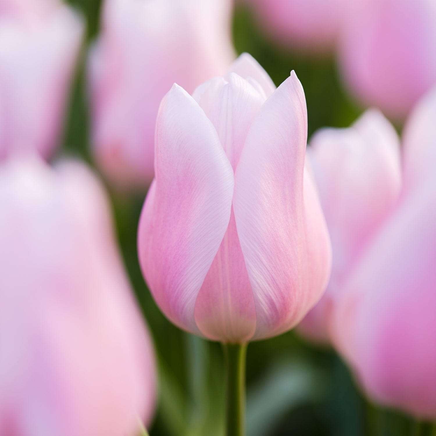 Tulpe 'Gabriella' - Tulipaner