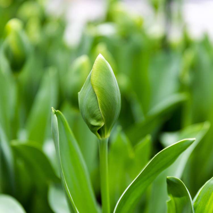 Tulpe 'Green Power'