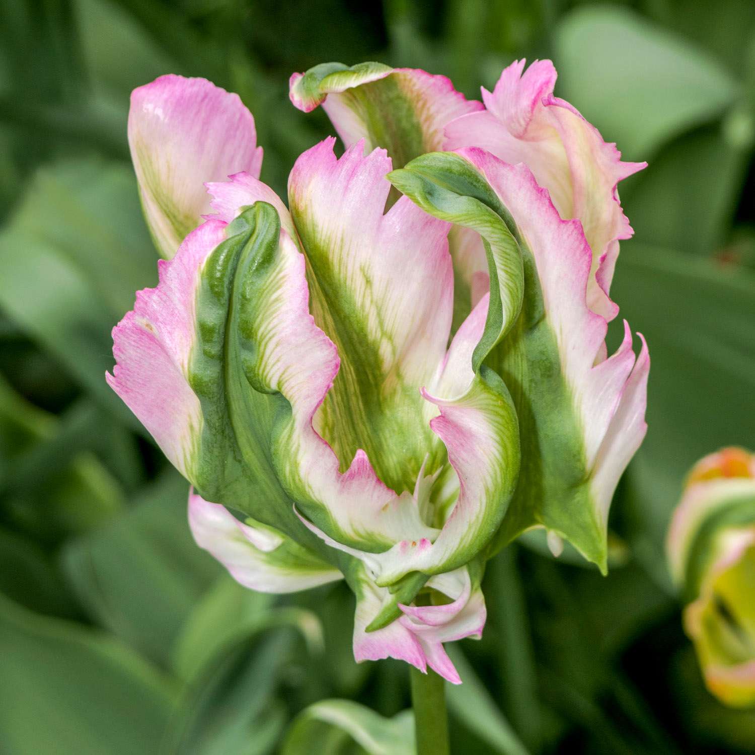 Tulpe 'Green Wave'