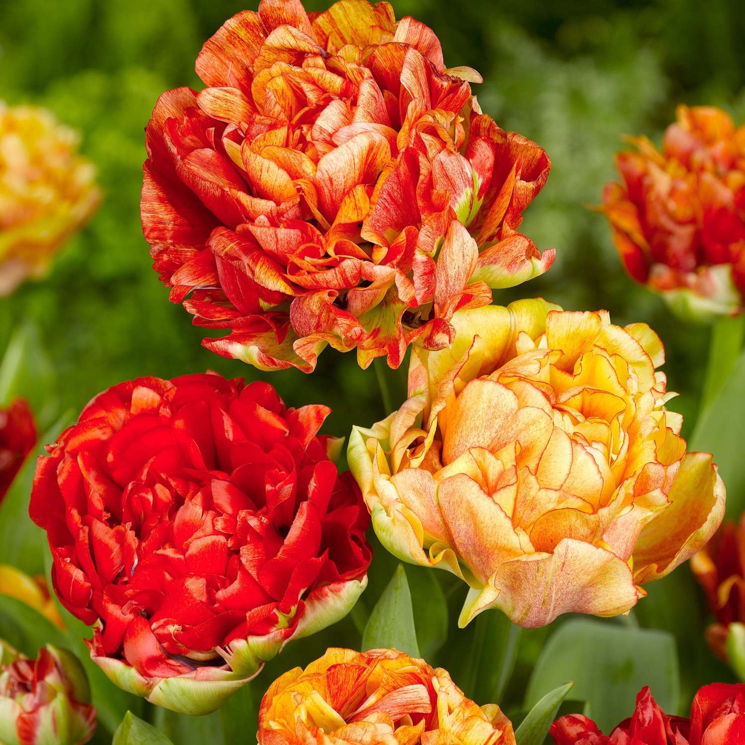 Tulpe 'Gudoshnik'