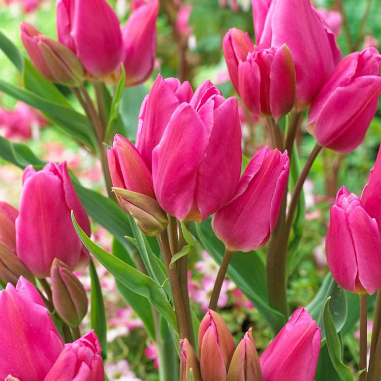 Tulpe 'Happy Family'