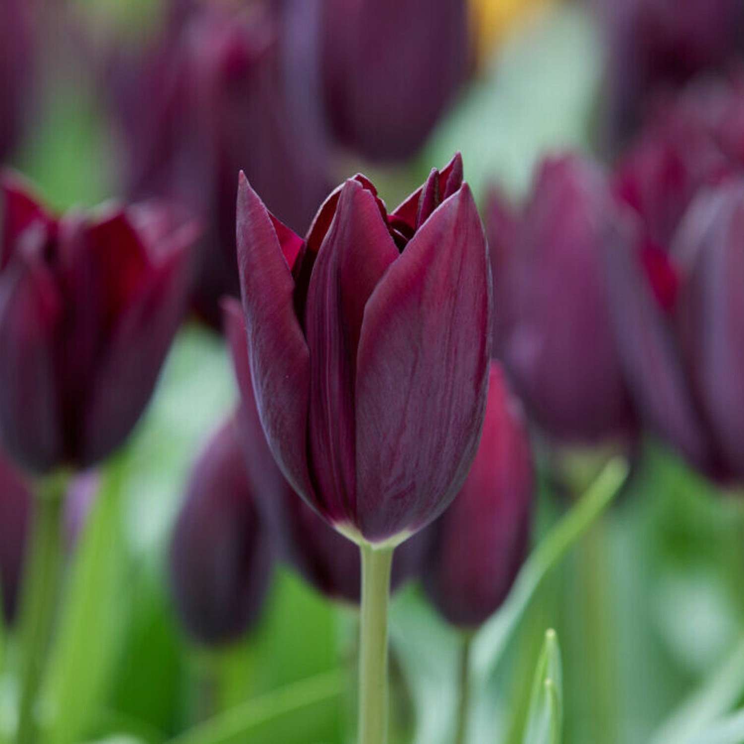 Tulpe 'Havran'