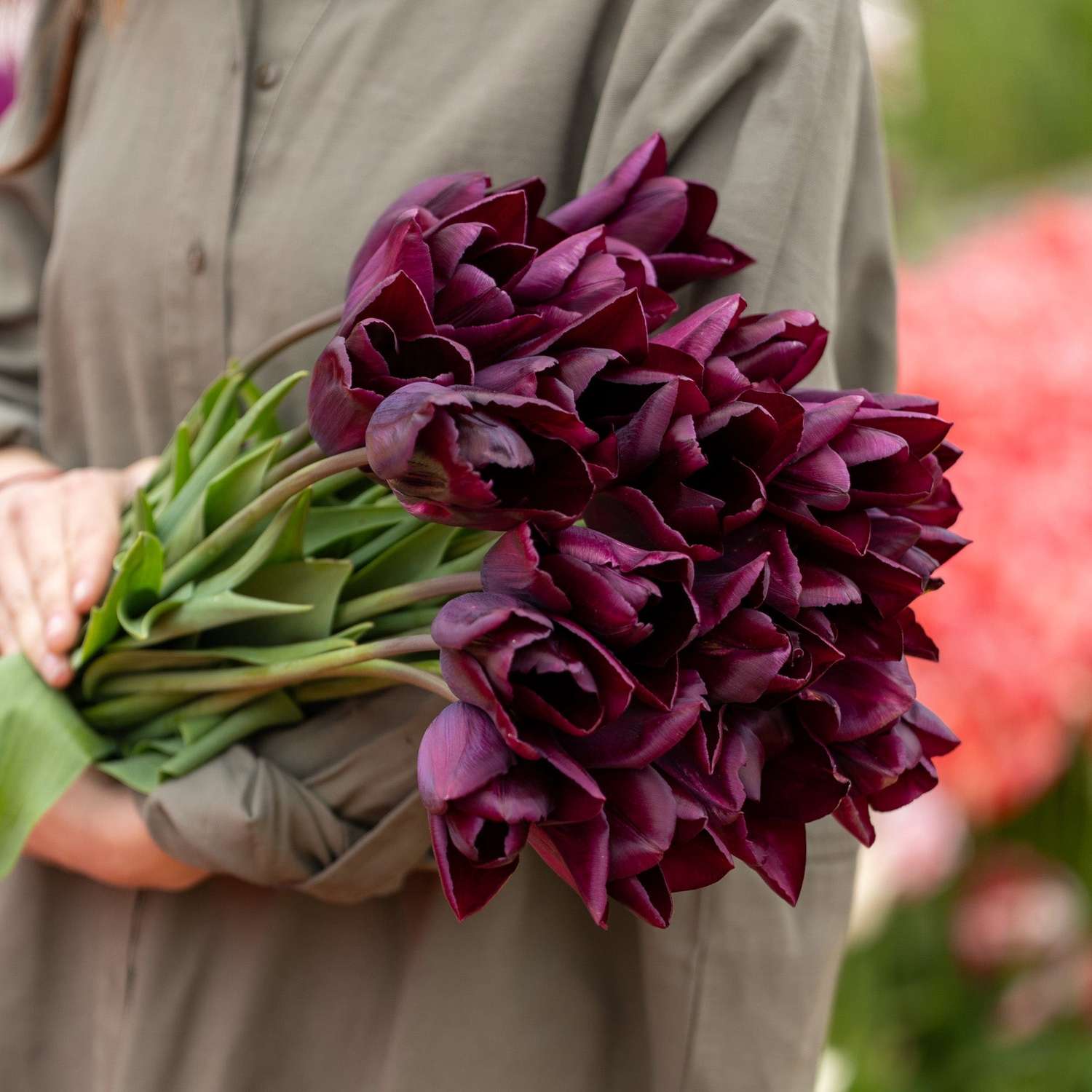 Tulpe 'Havran'