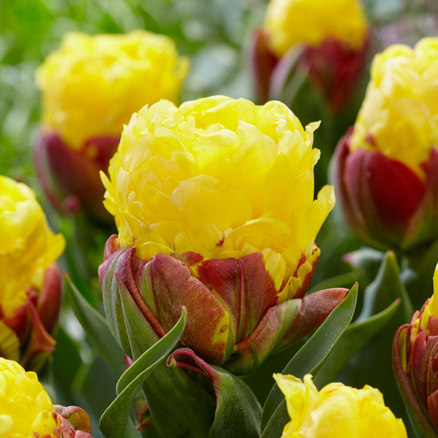Tulpe 'Ice Cream Banana'