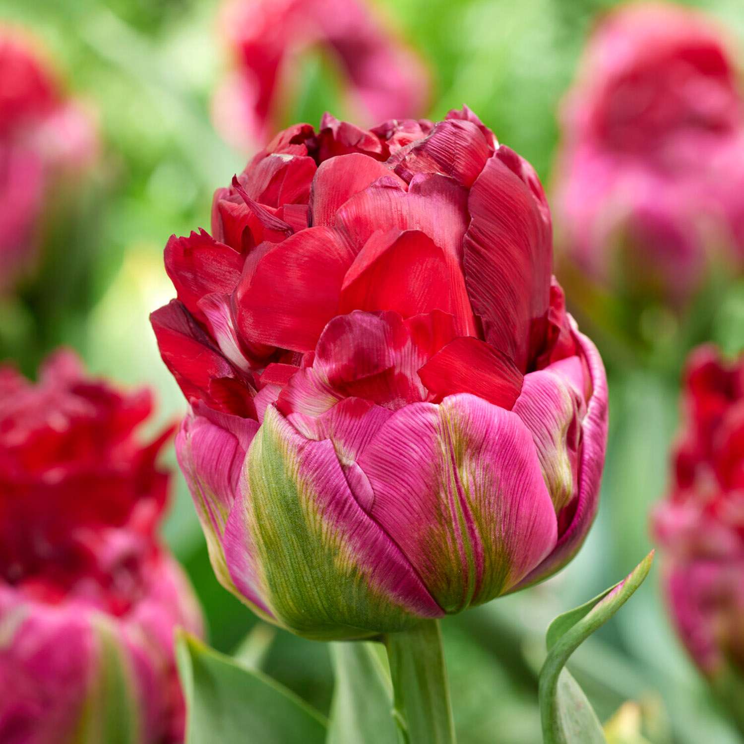 Tulpe 'Ice Cream Cranberry'
