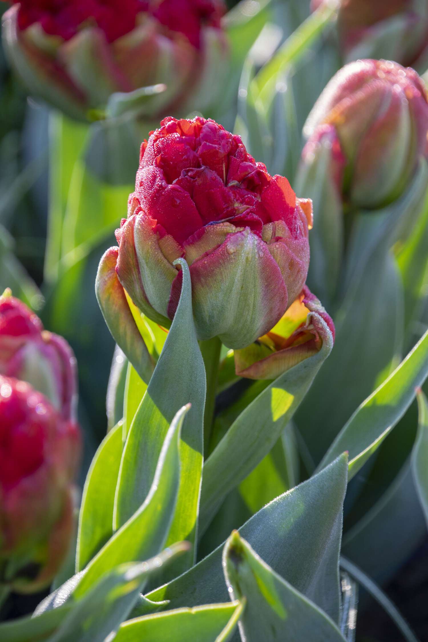 Tulpe 'Ice Cream Sorbet'