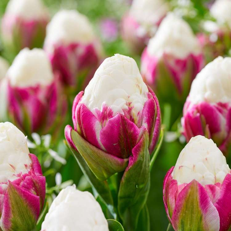 Tulpe 'Ice Cream'