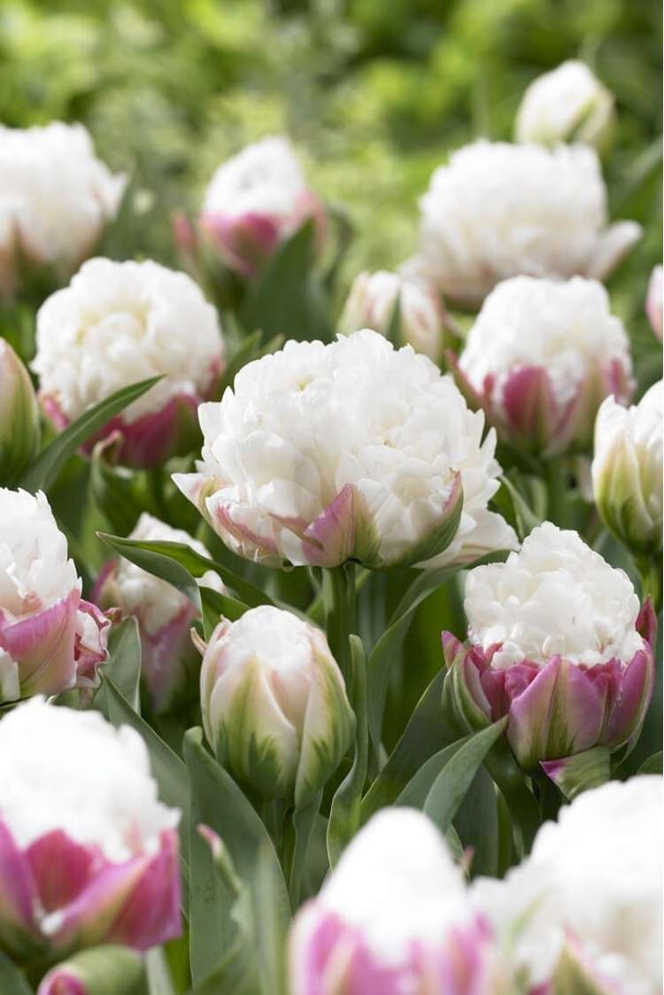 Tulpe 'Ice Cream'