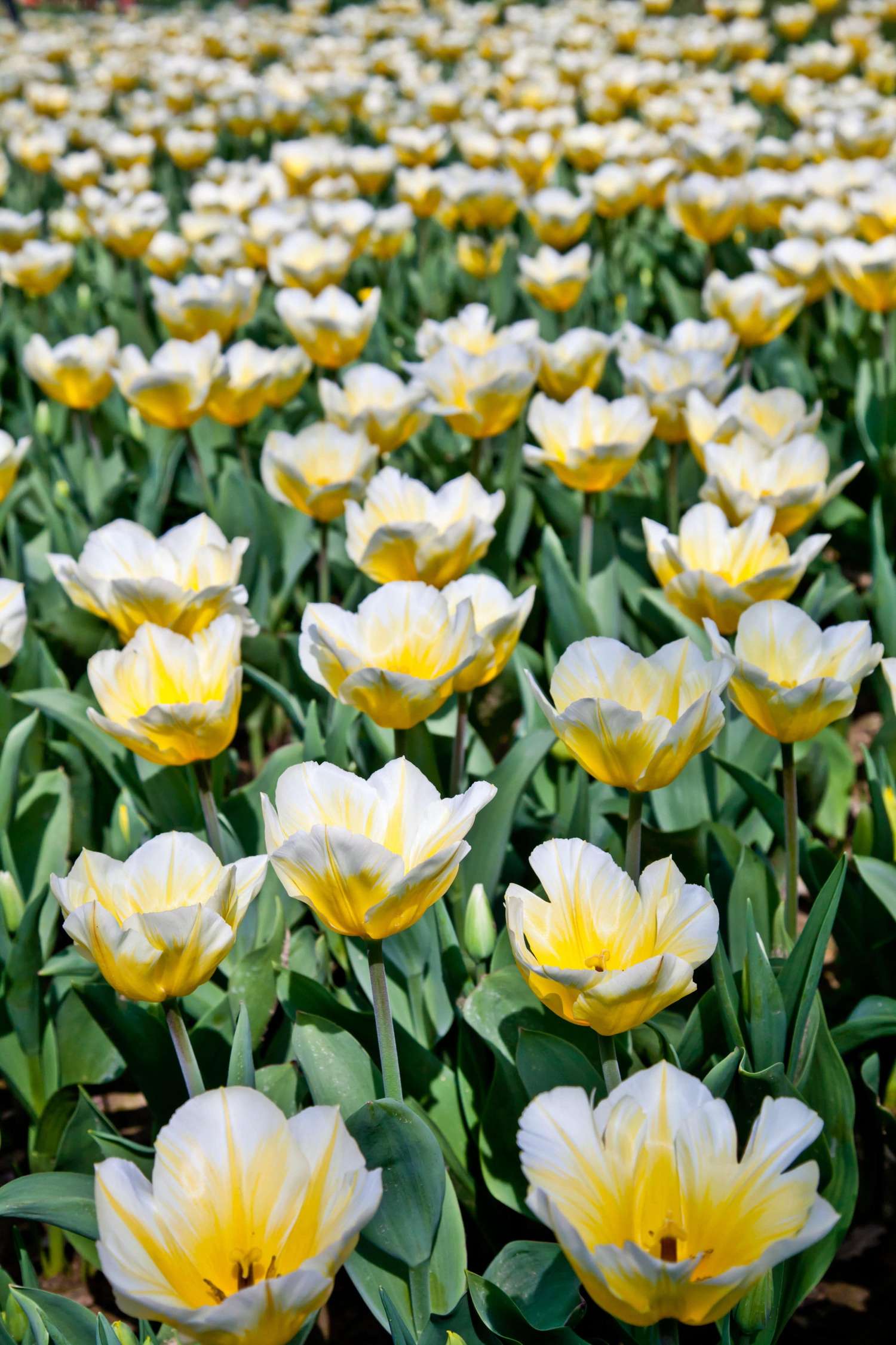 Tulpe 'Jaap Groot'