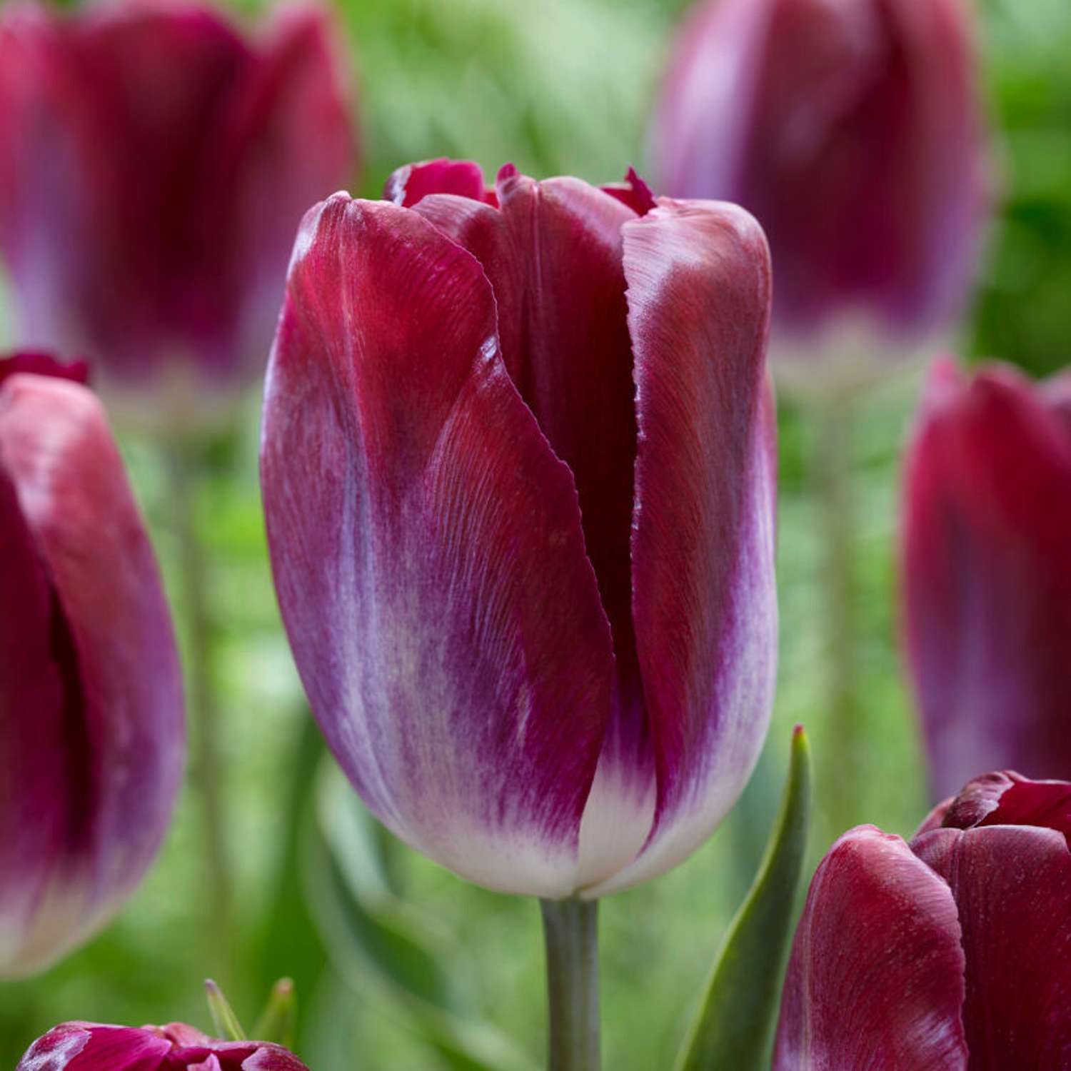 Tulpe 'Kansas Proud'