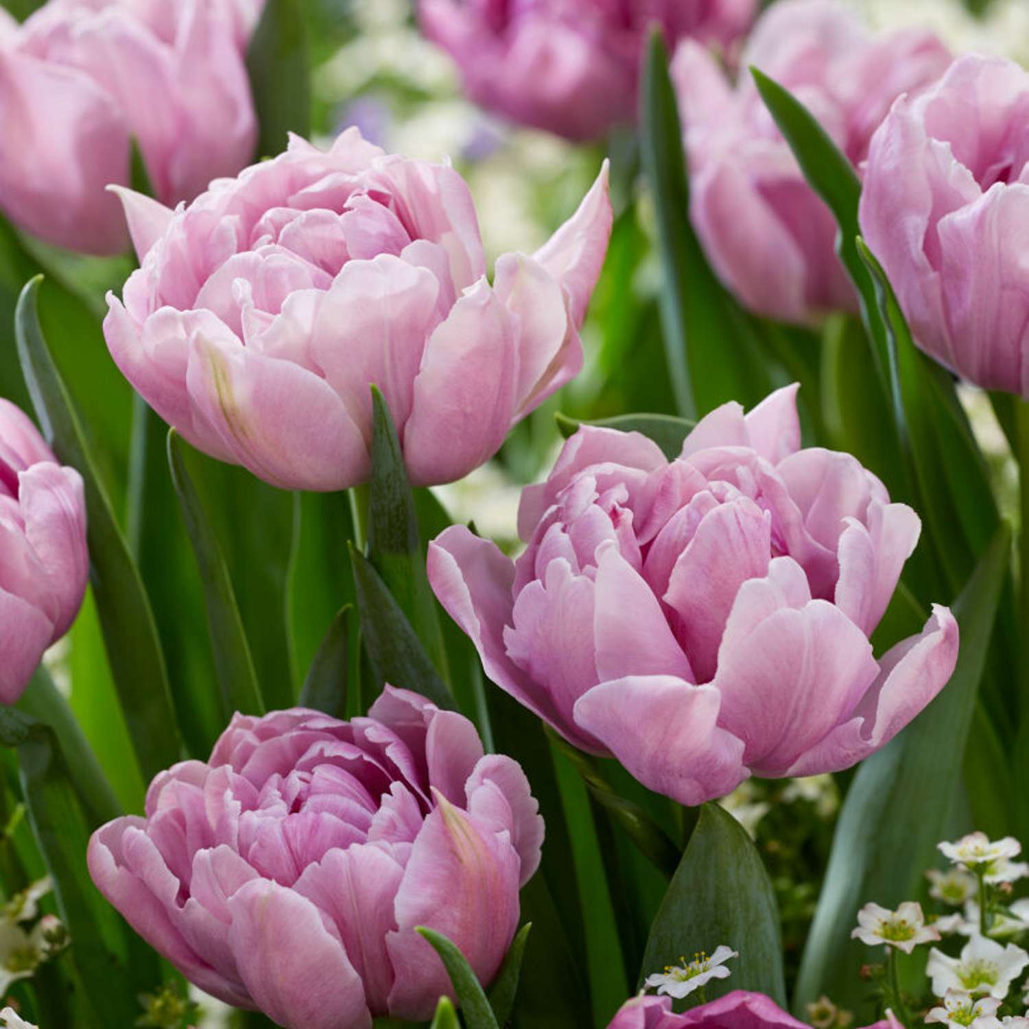 Tulpe 'Katinka'