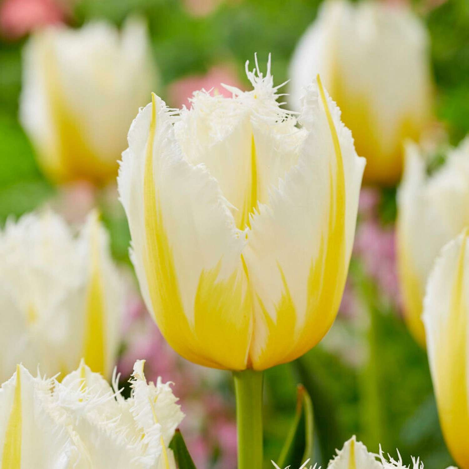 Tulpe 'Lemon Beauty' - Tulipaner