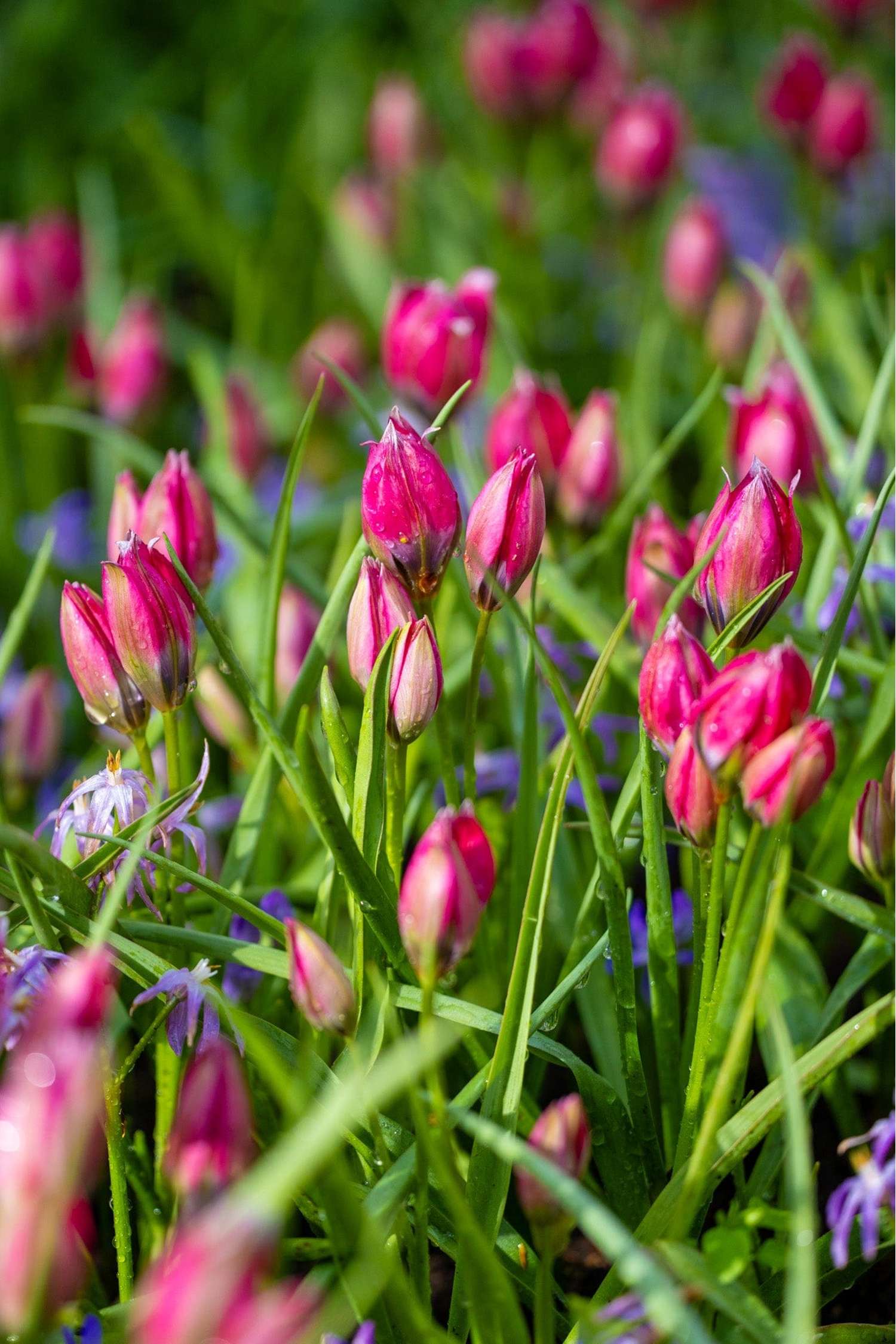 Tulpe 'Little Beauty'