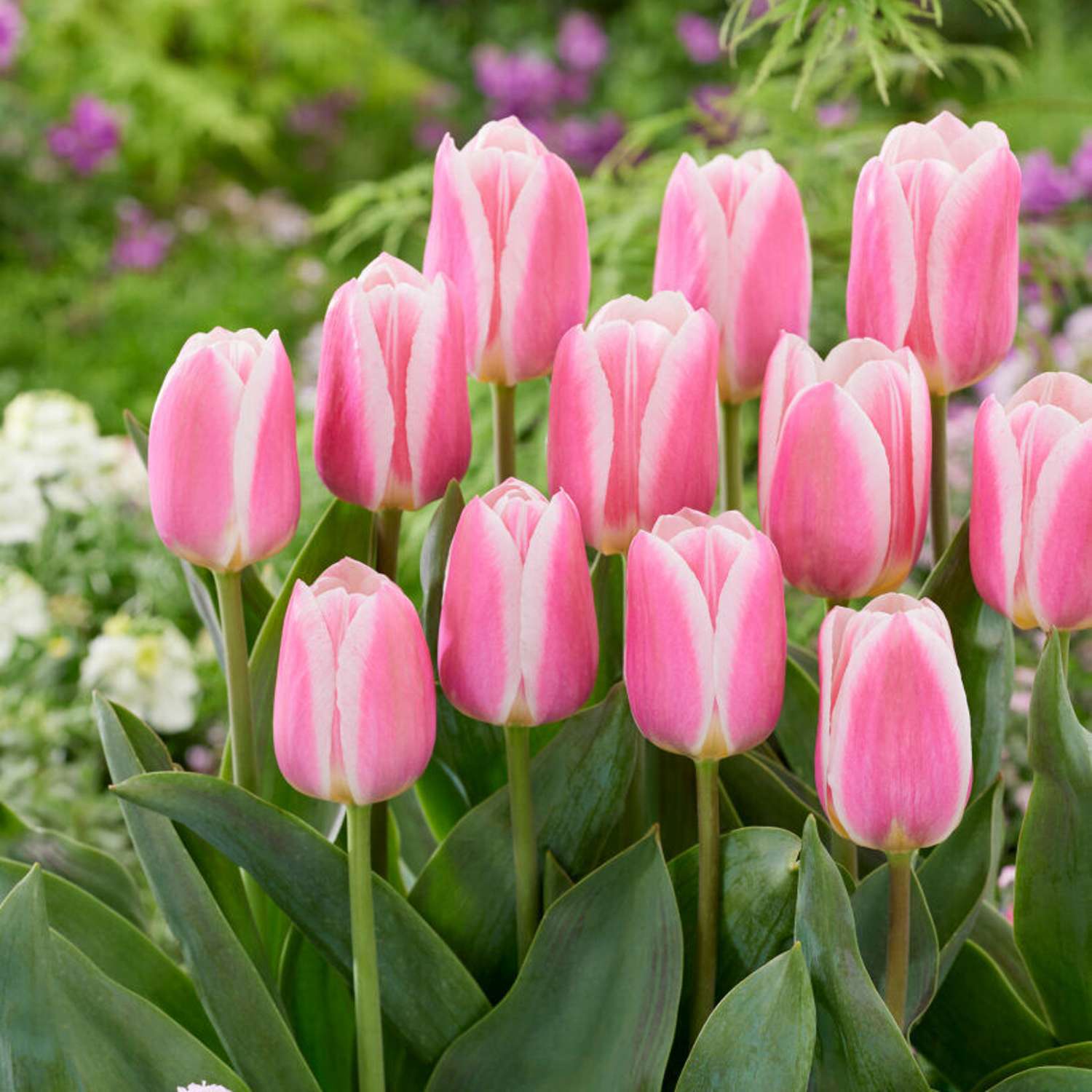Tulpe 'Mandy's Choice'