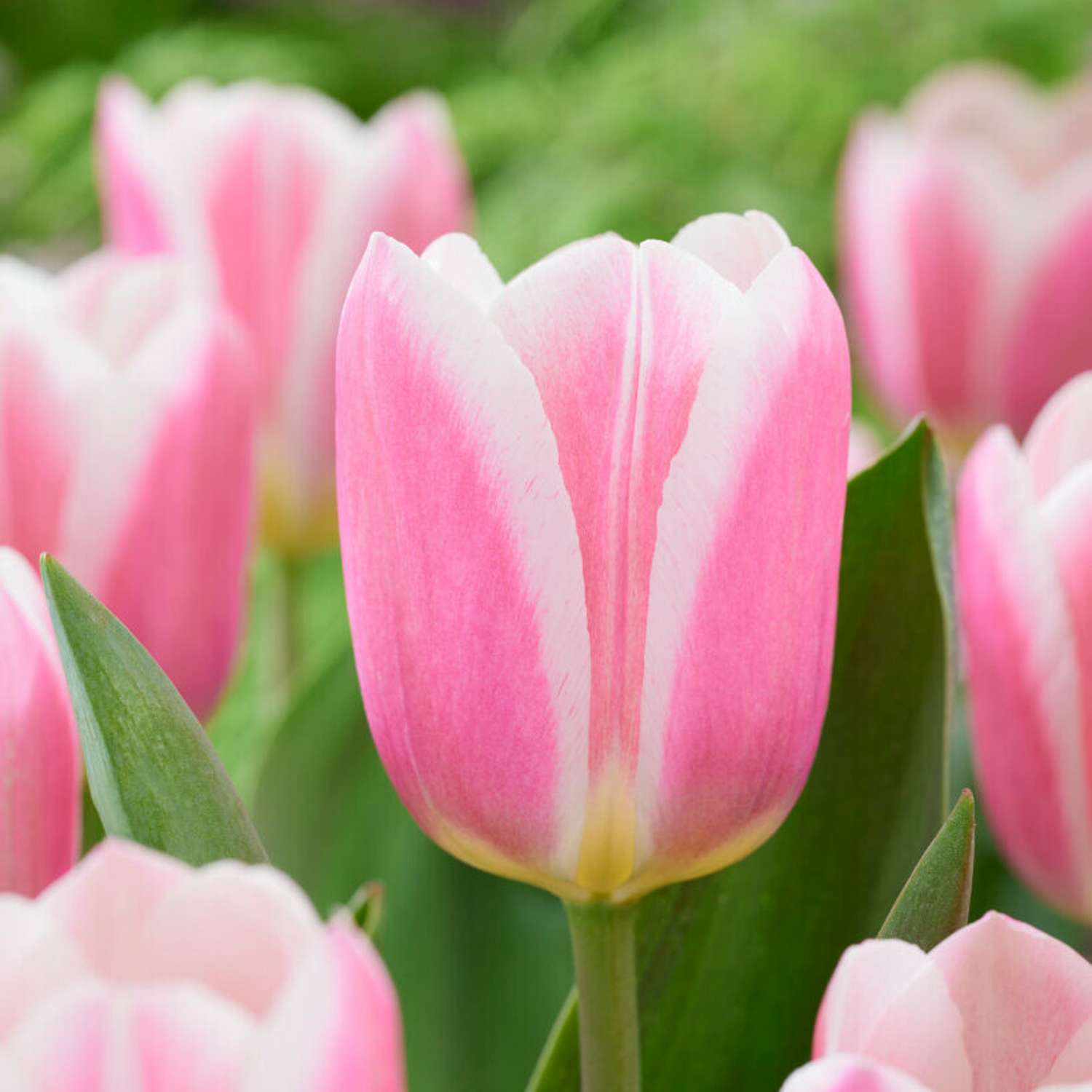 Tulpe 'Mandy's Choice'