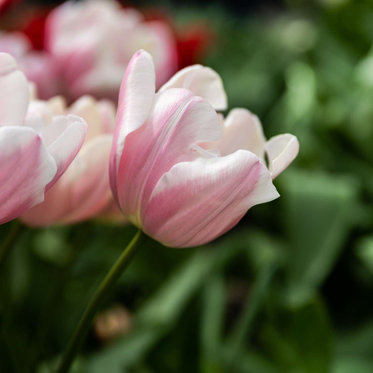 Tulpe 'Mango Charm' - Tulipaner