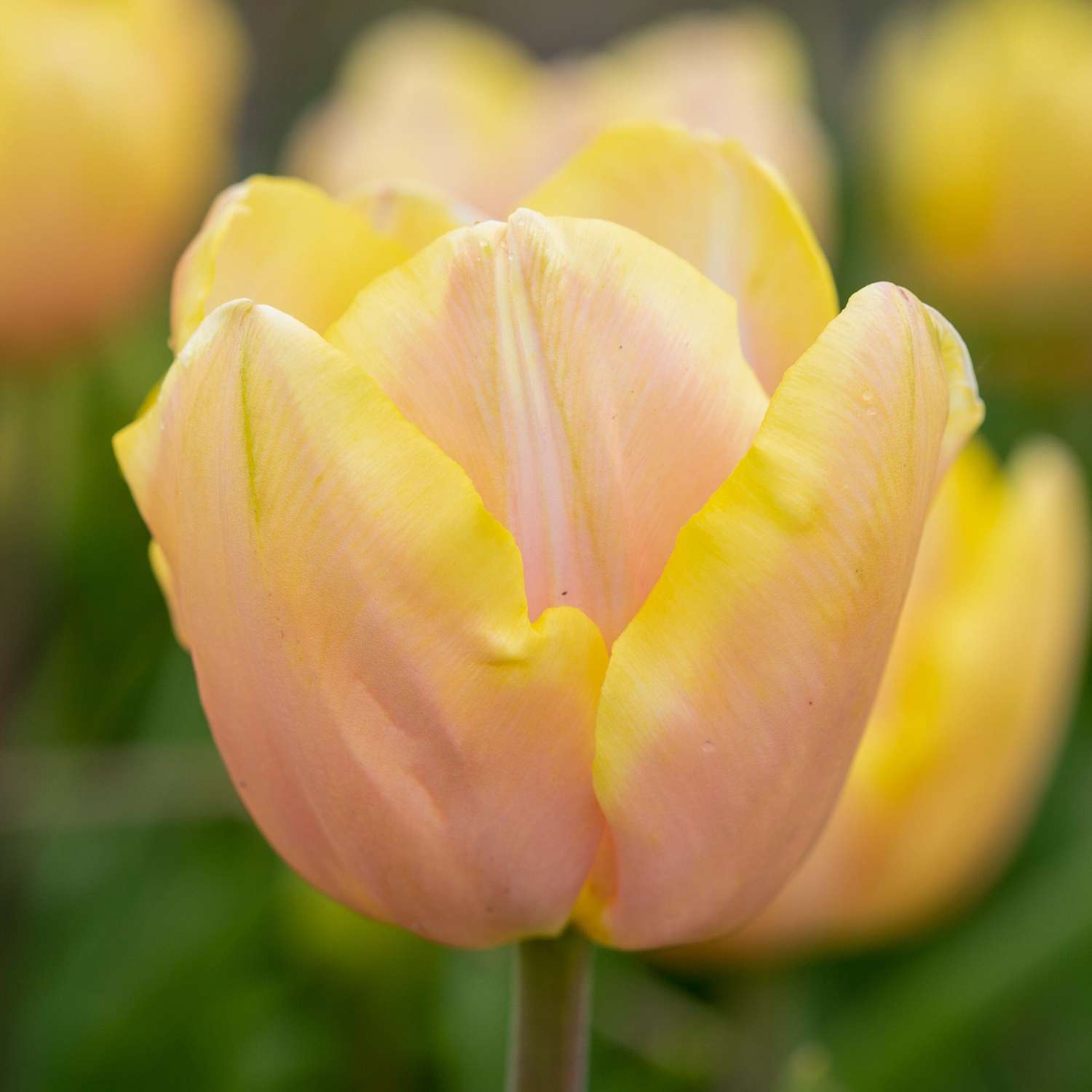 Tulpe 'Mango Charm' - Tulipaner