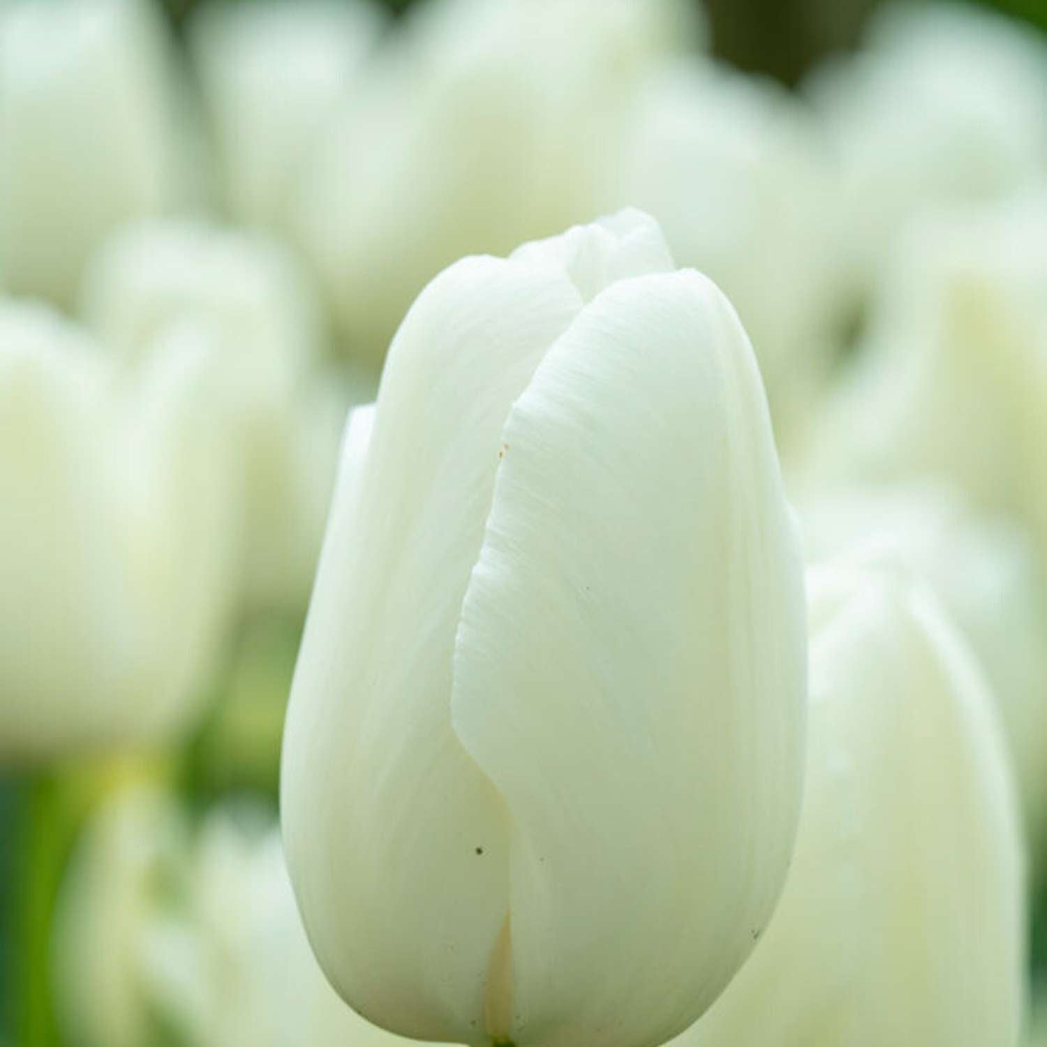 Tulpe 'Maureen'