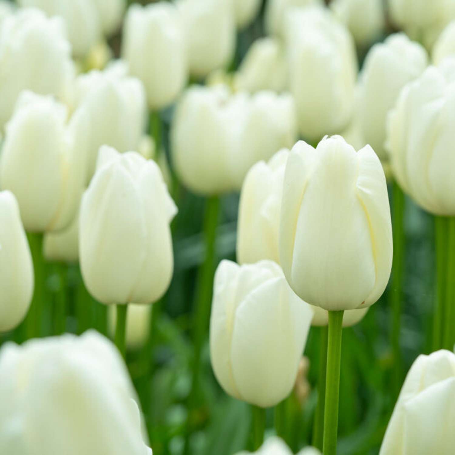 Tulpe 'Maureen'