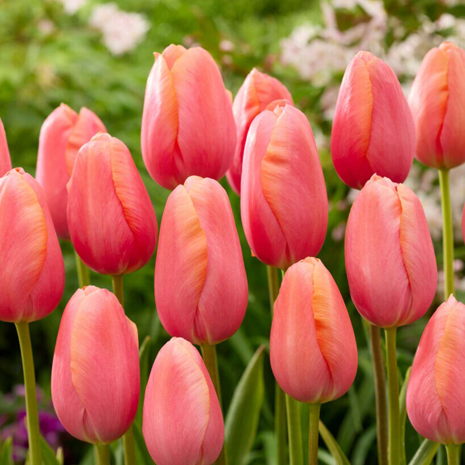 Tulpe 'Menton'