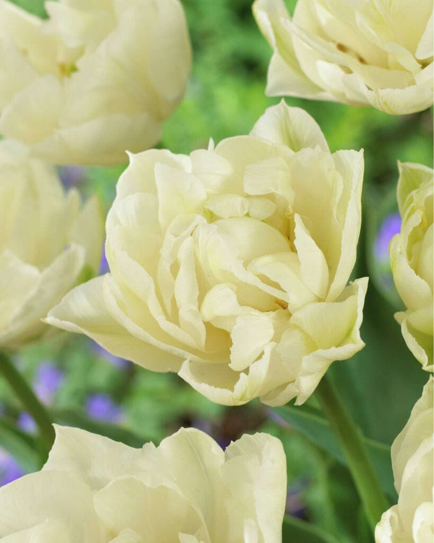 Tulpe 'Mondial' - Tulipaner