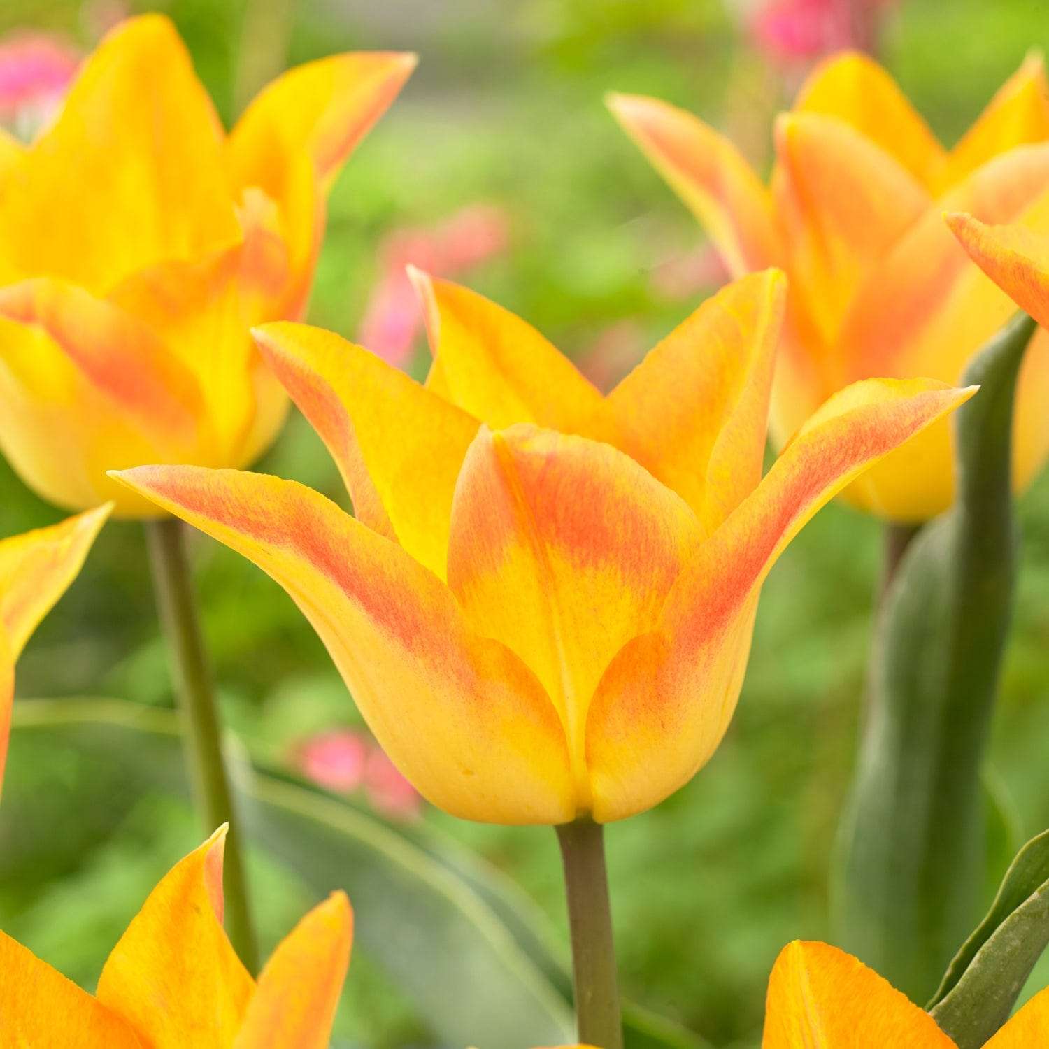 Tulpe 'Moonblush'