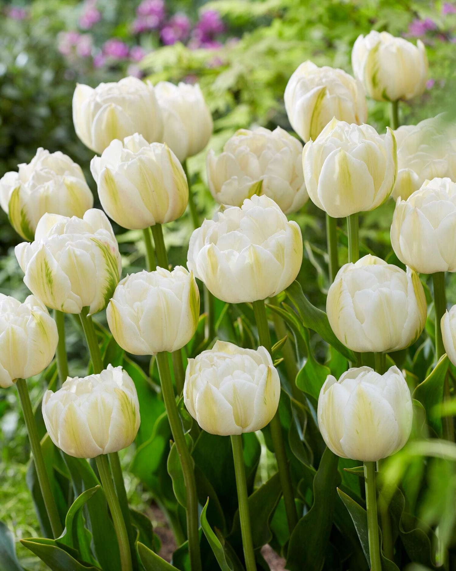 Tulpe 'Mount Tacoma'