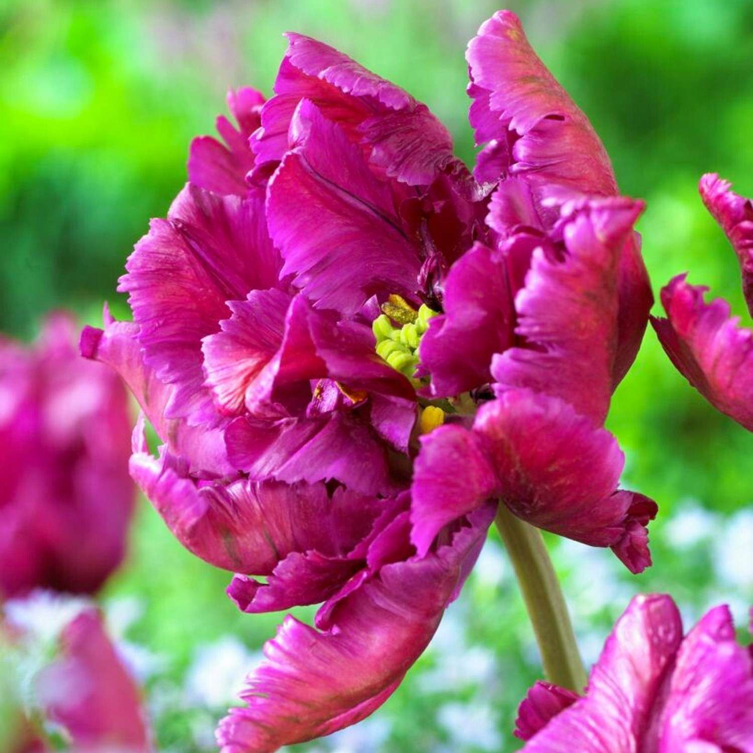 Tulpe 'Negrita Parrot' - Tulipaner
