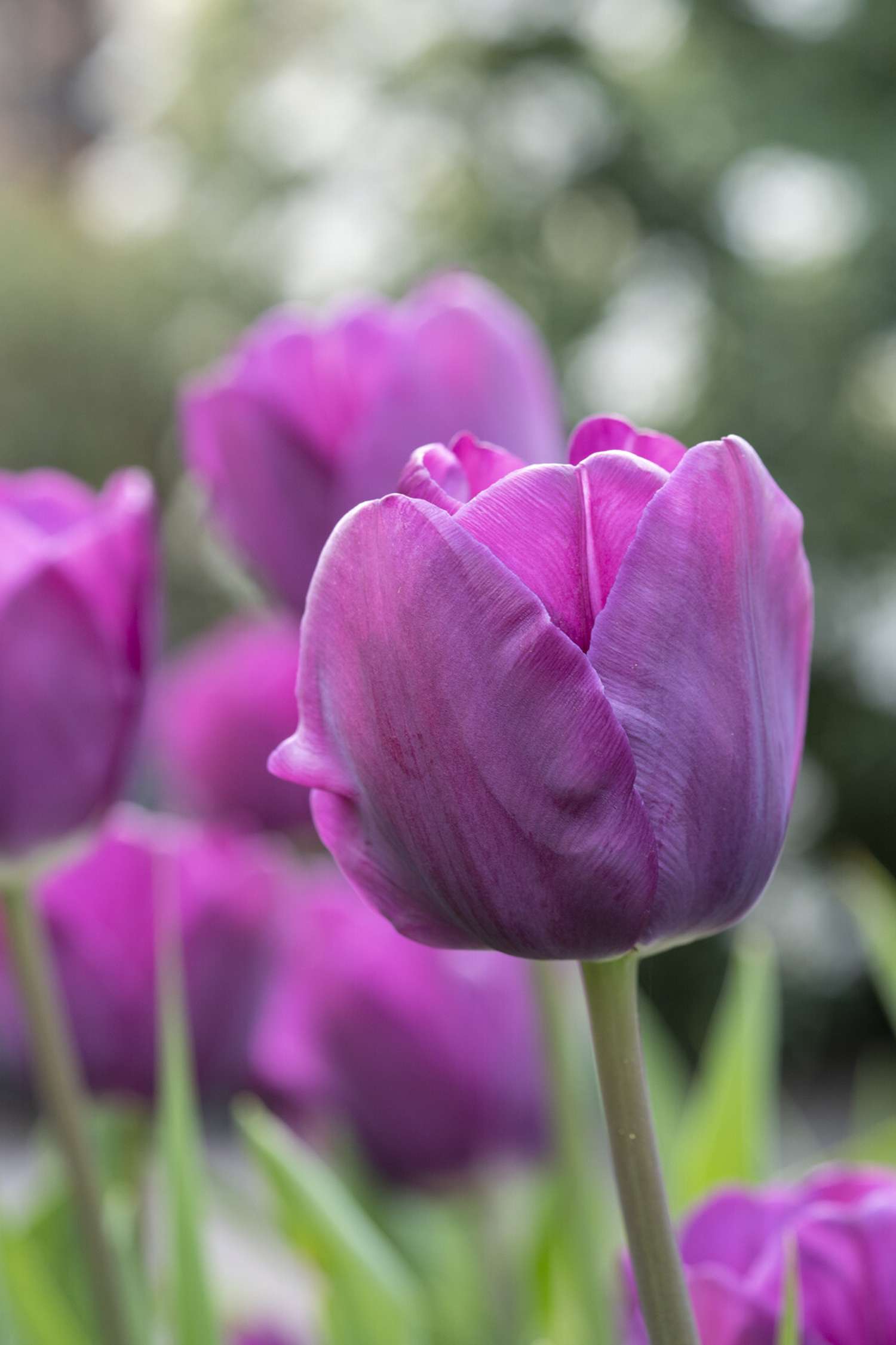Tulpe 'Negrita' - Tulipaner