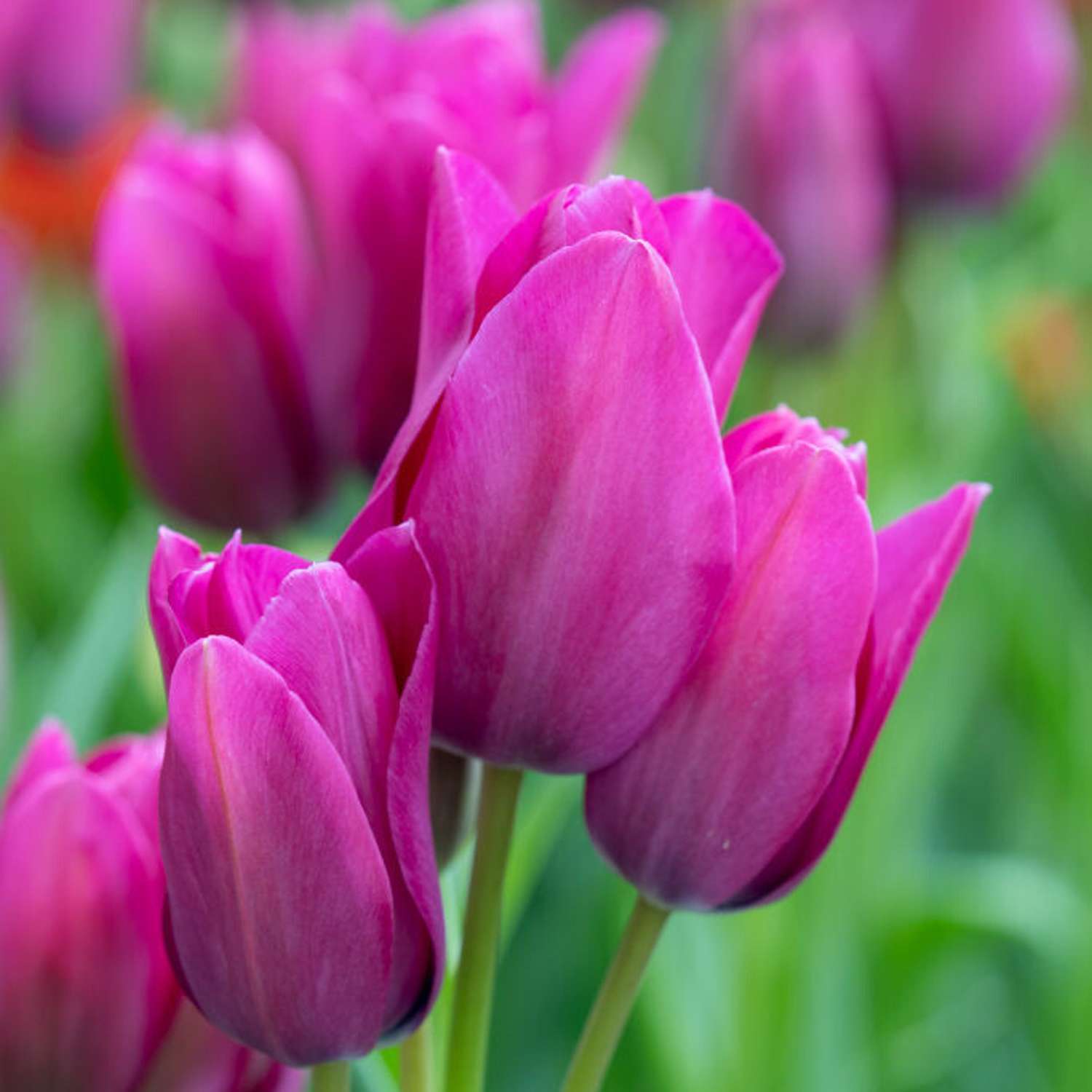 Tulpe 'Night Club'