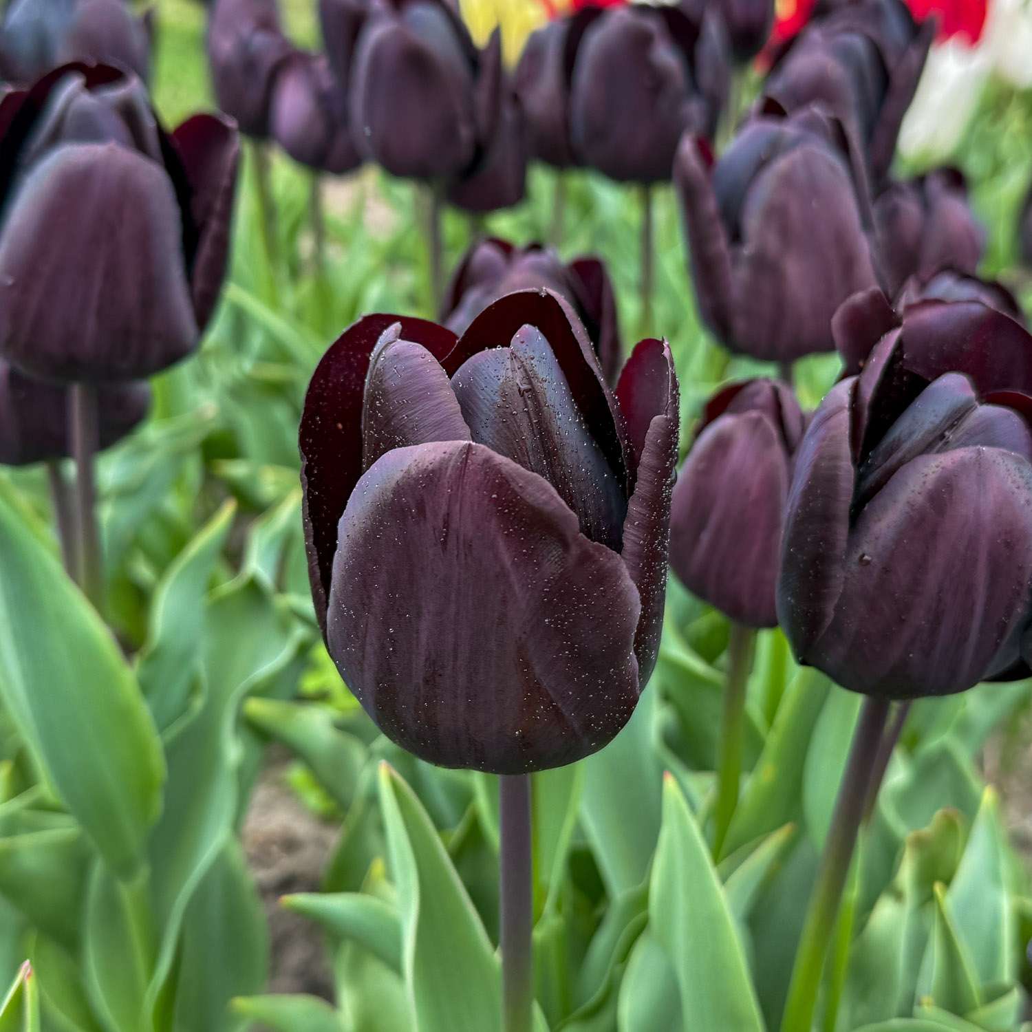 Tulpe 'Nightmare'