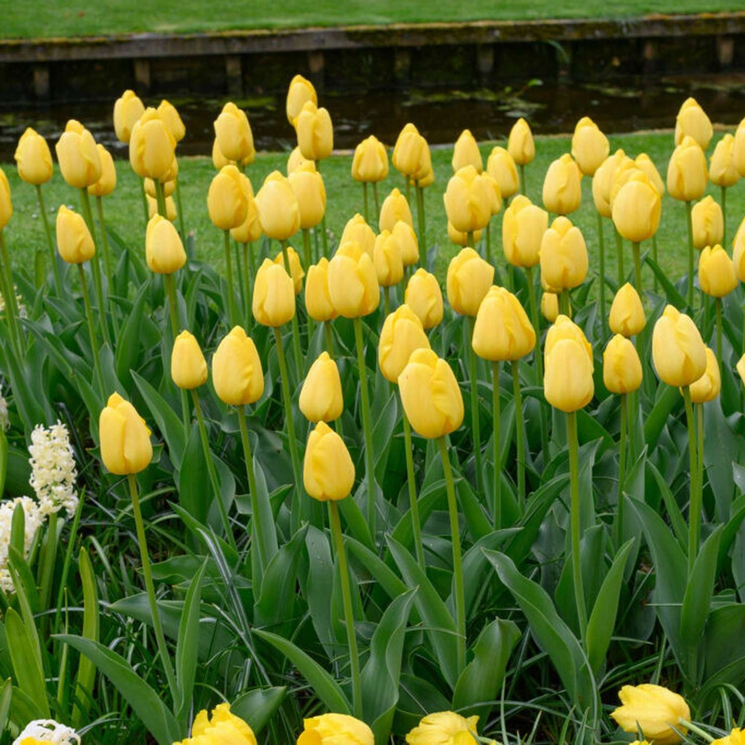 Tulpe 'Novi Sun'