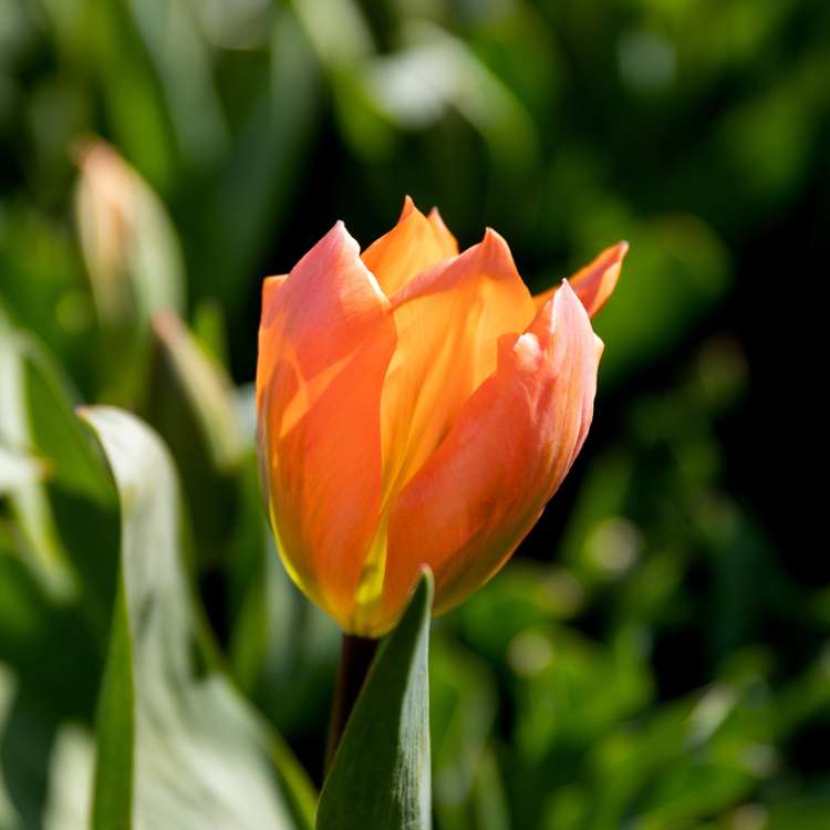 Tulpe 'Orange Emperor'