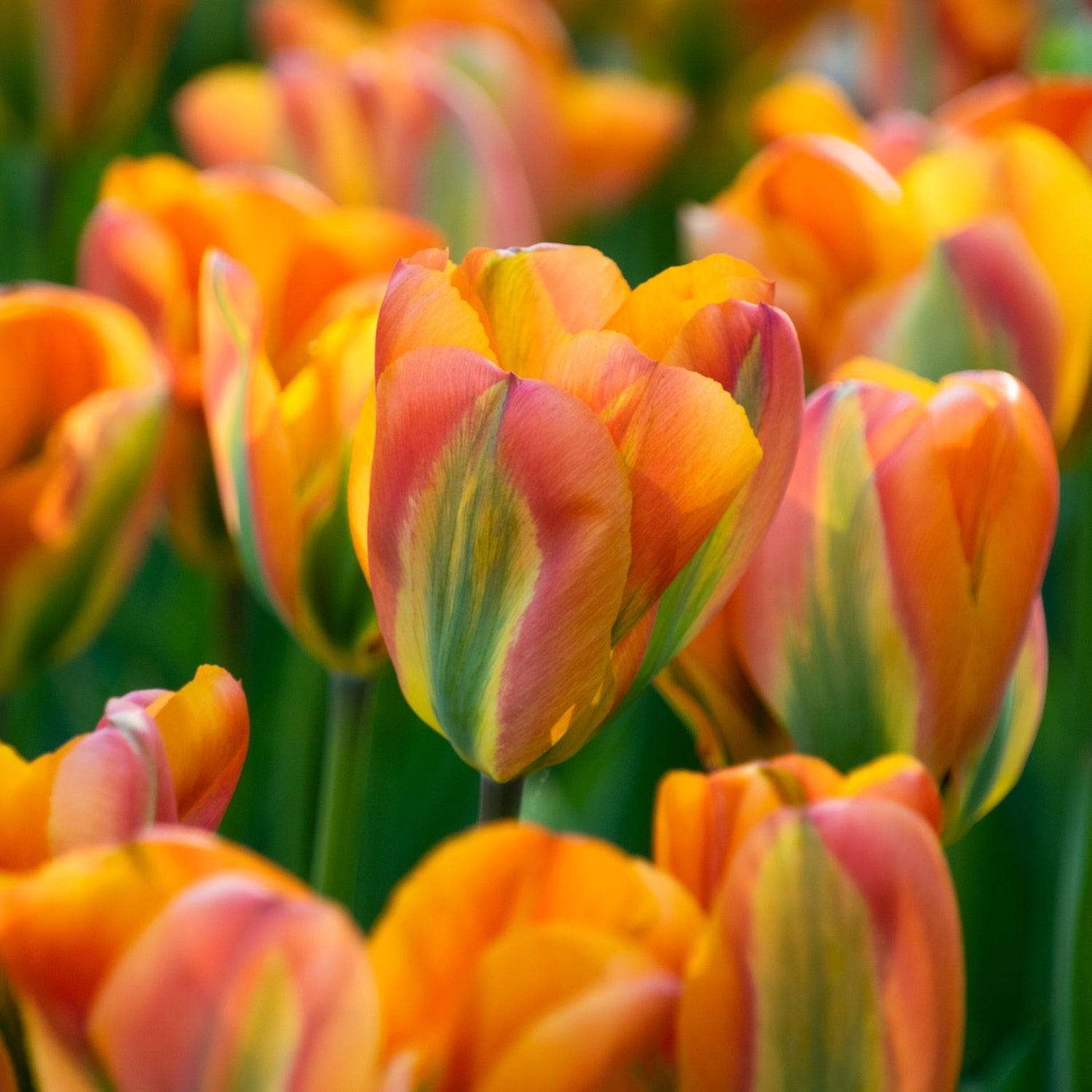 Tulpe 'Orange Marmelade'