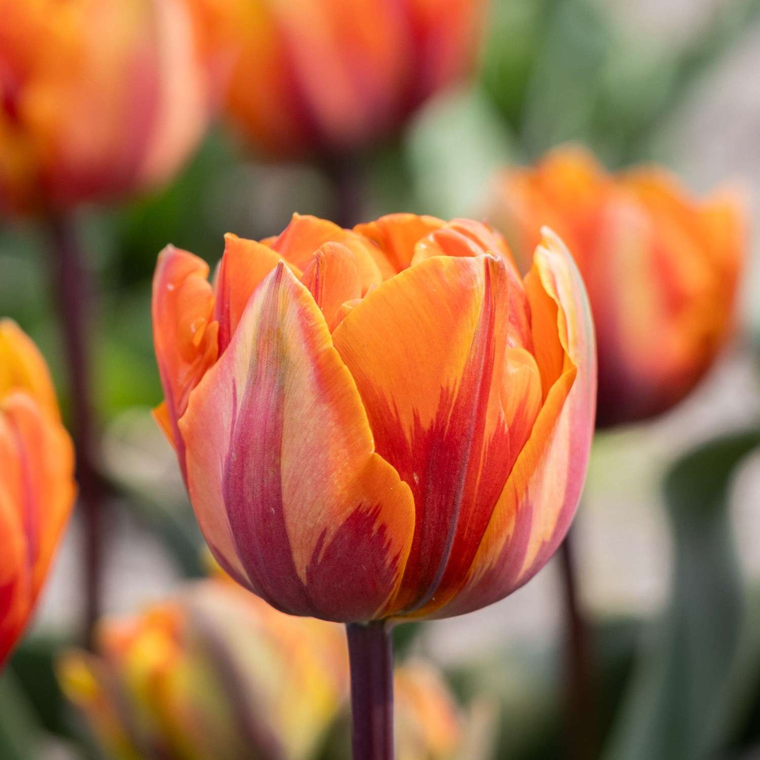 Tulpe 'Orange Princess' - Tulipaner