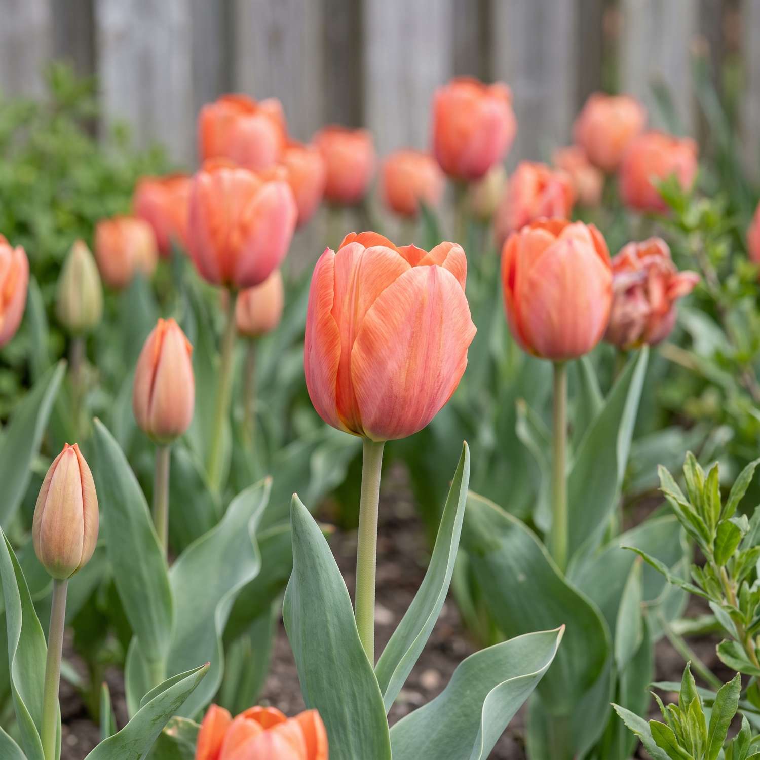 Tulpe 'Orange van Eijk'