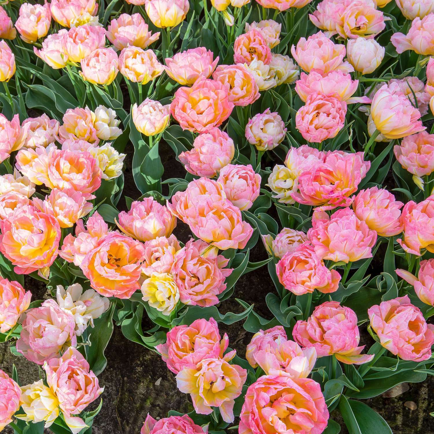 Tulpe 'Password' - Tulipaner