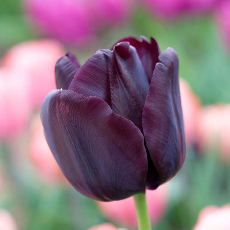 Tulpe 'Paul Scherer'