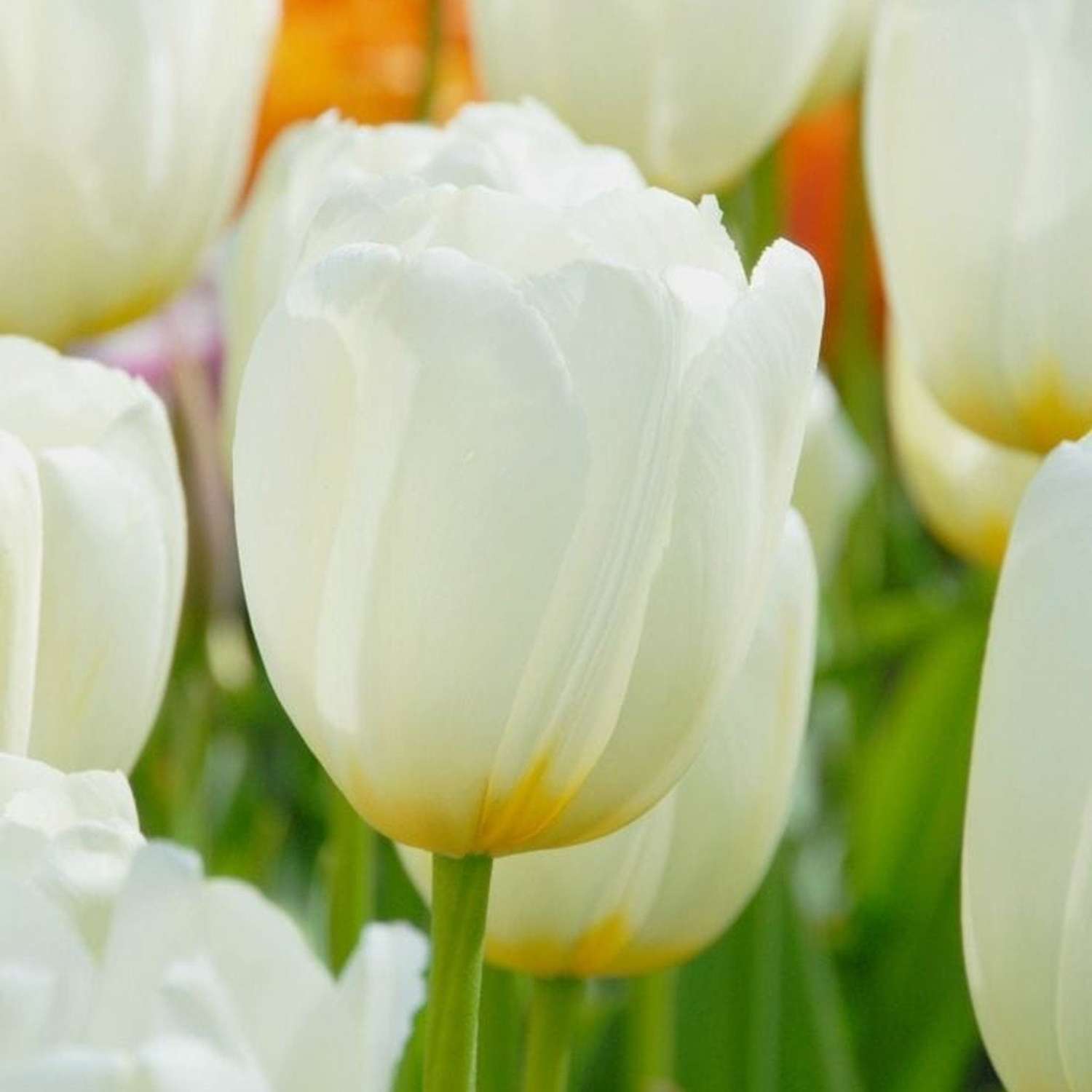 Tulpe 'Pays Bas' - Tulipaner