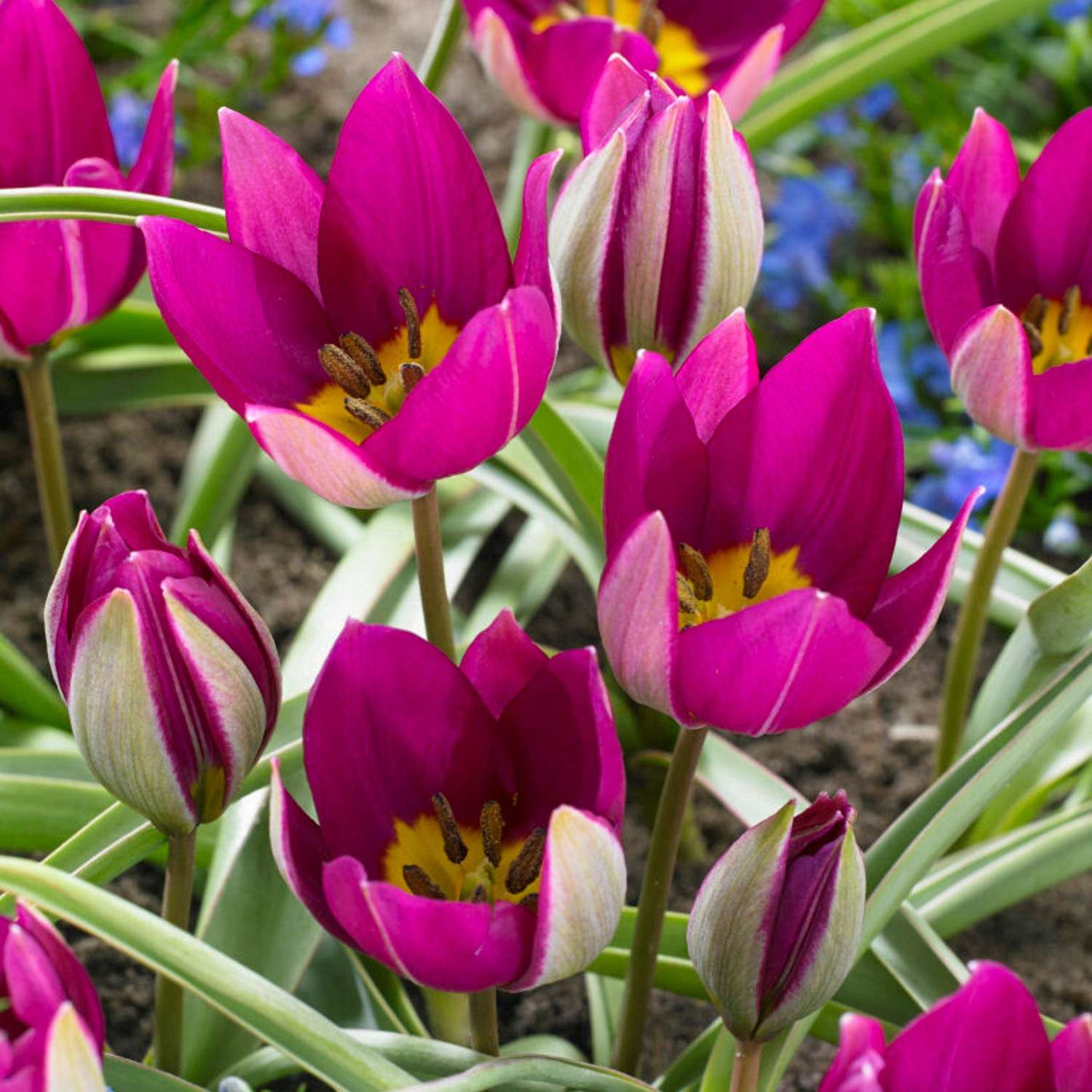 Tulpe 'Persian Pearl' - Tulipaner