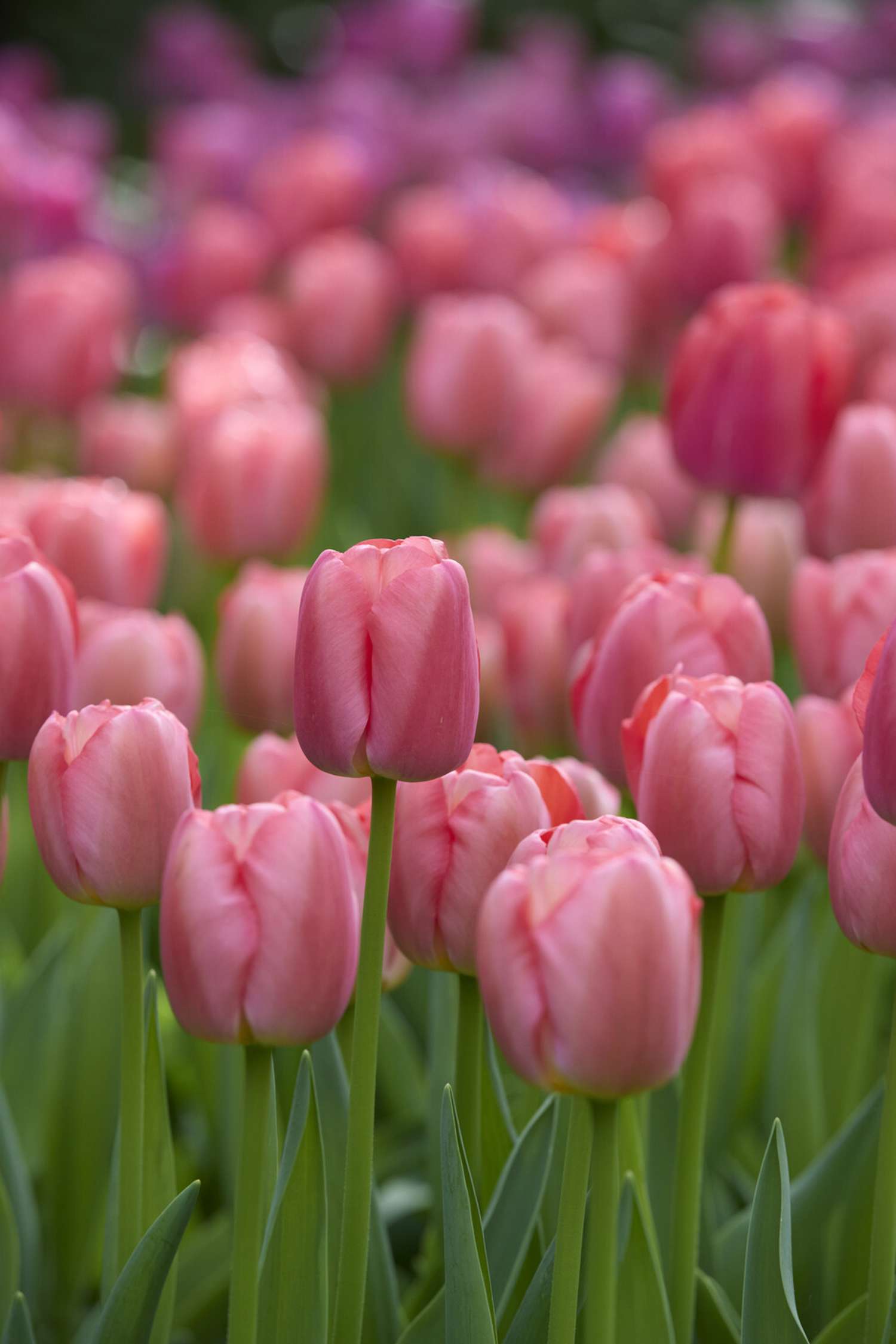 Tulpe 'Pink Pride' - Tulipaner