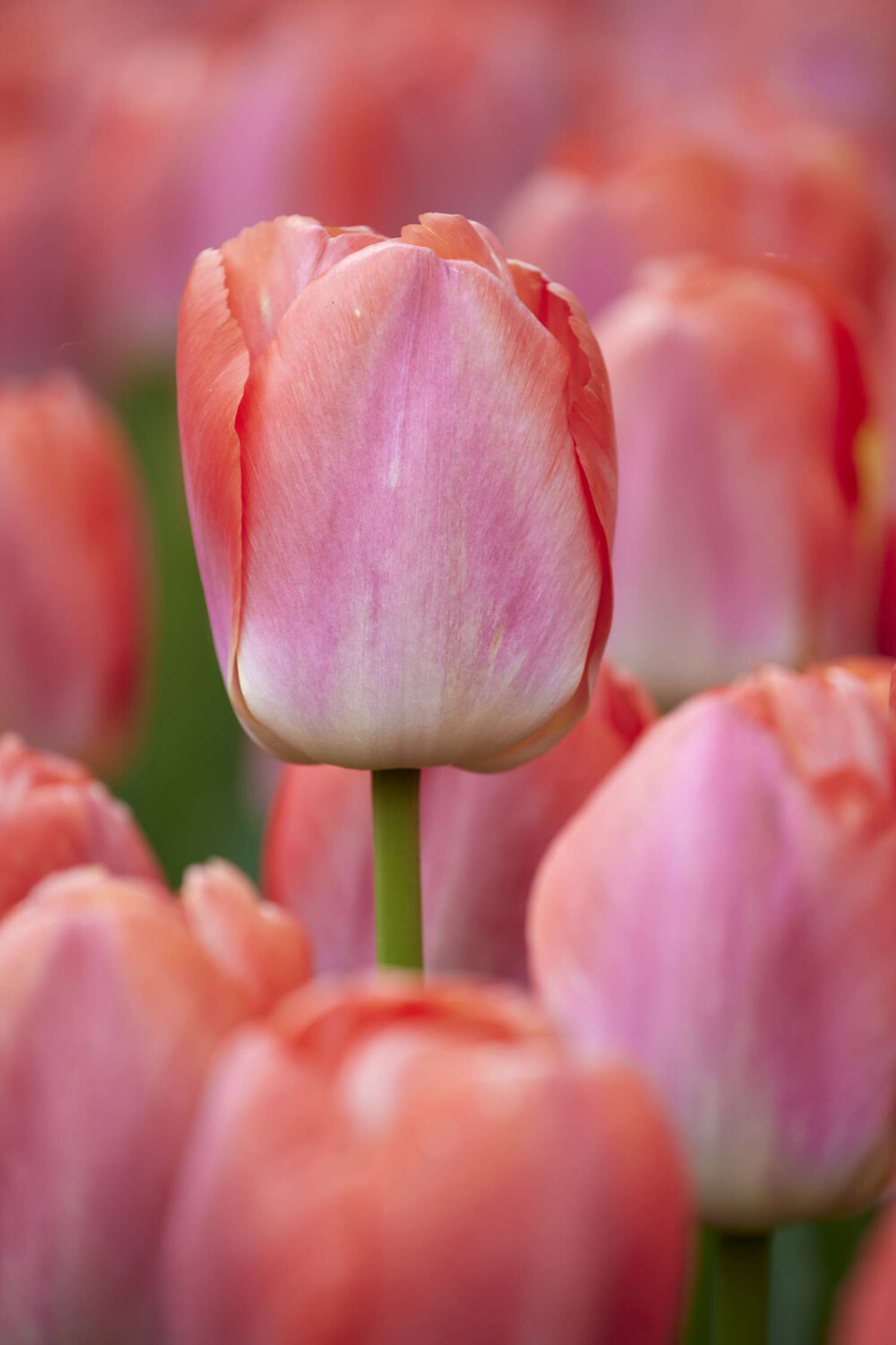 Tulpe 'Pink Pride' - Tulipaner