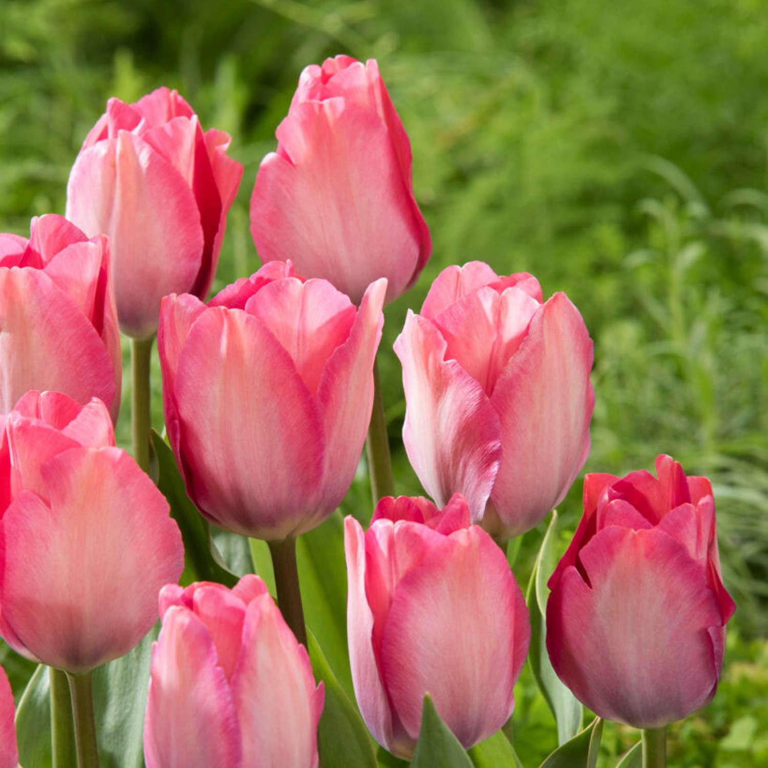 Tulpe 'Pink Sound'