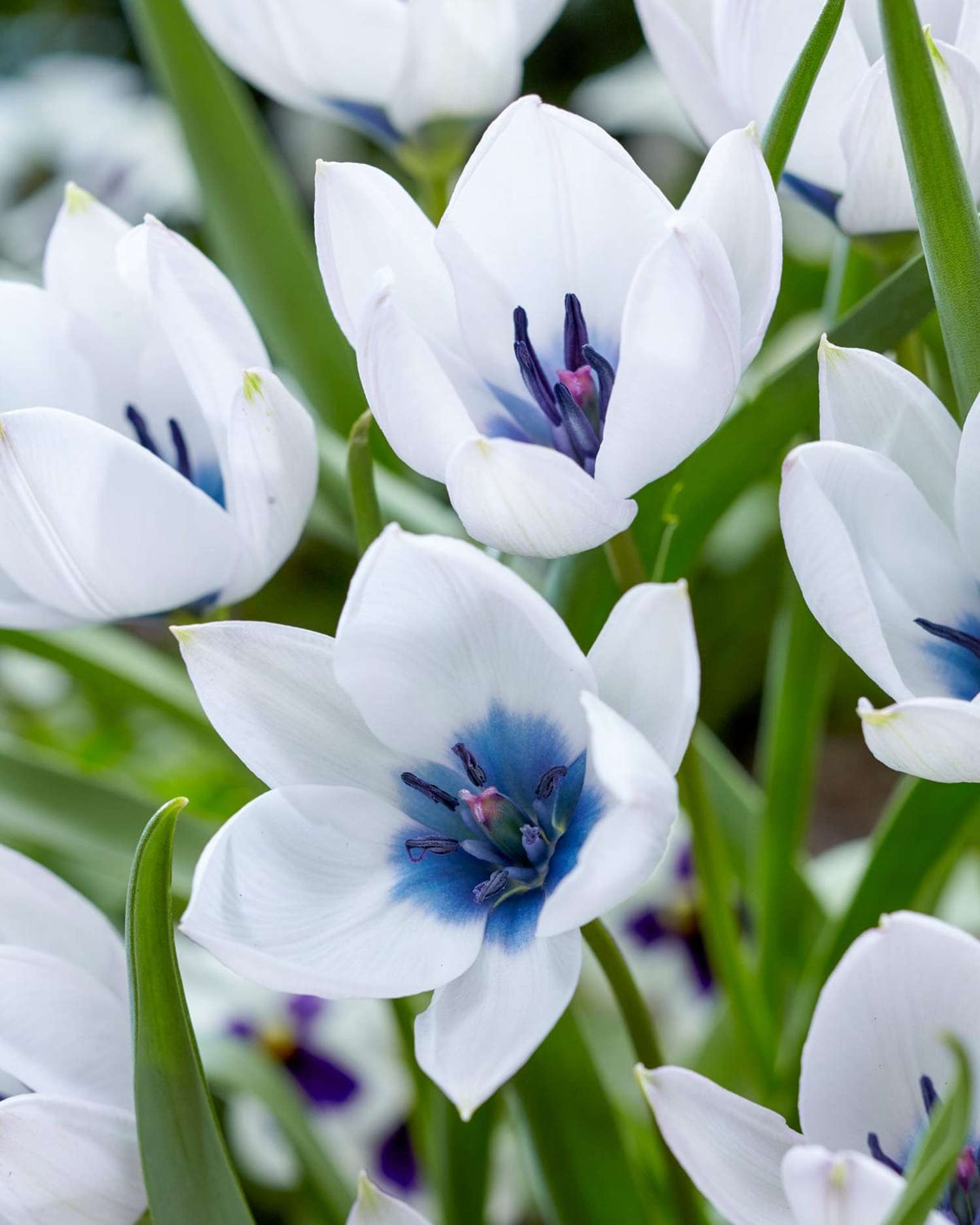 Tulpe 'Pulchella Alba maculata Courulea'